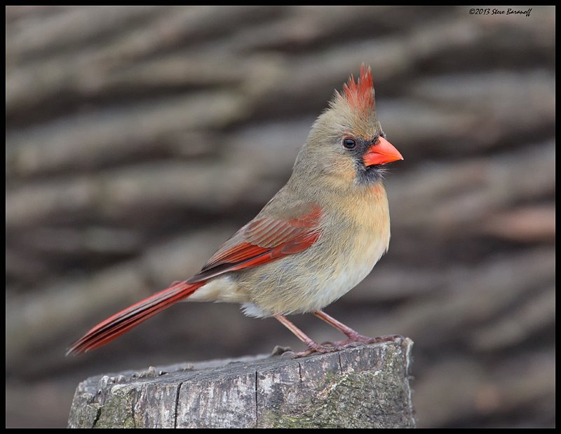 _4SB6009 northern cardinal female.jpg